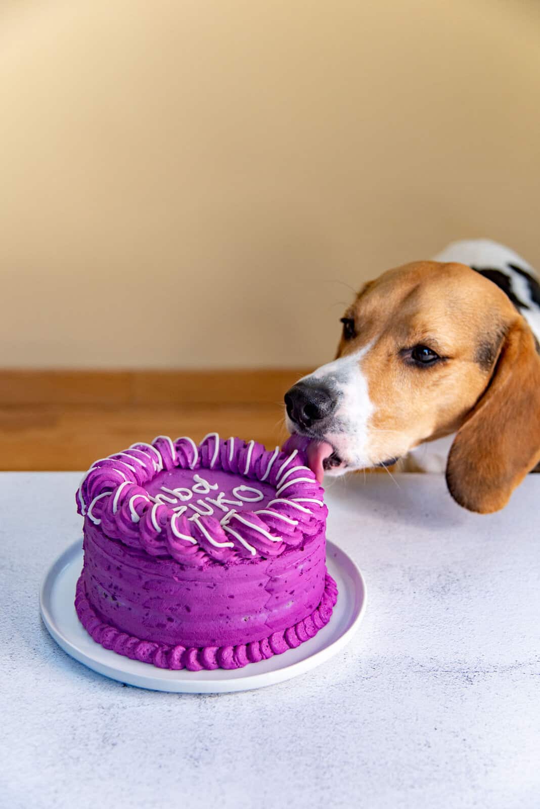 Decorated Dog Cake