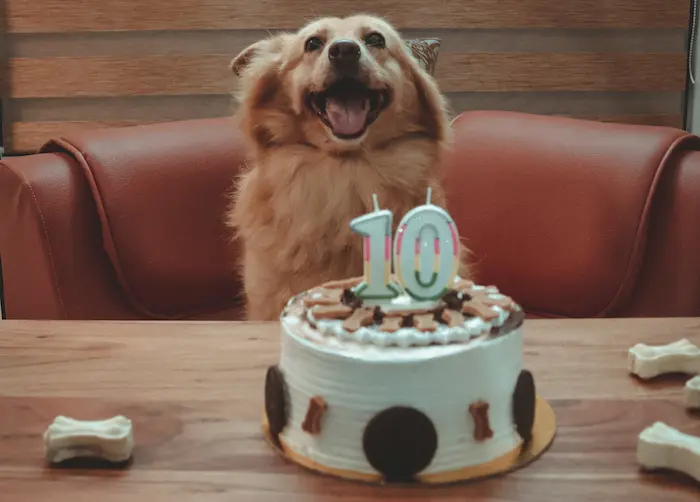 Decorated Dog Cake