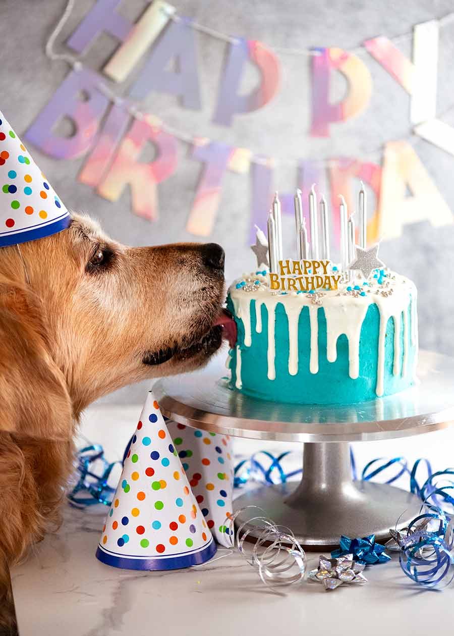 Decorated Dog Cake