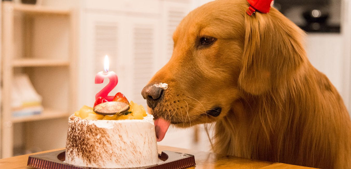 Decorated Dog Cake