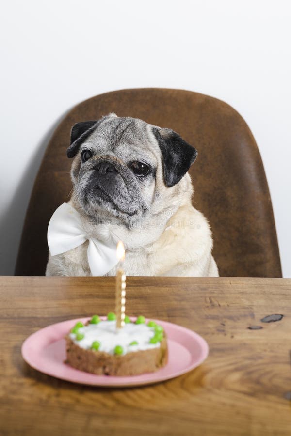 Pug Decorated Cake